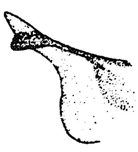 speciesimage