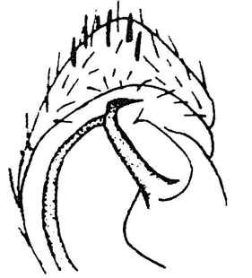 speciesimage