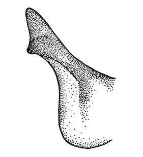 speciesimage