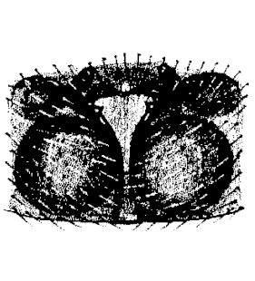speciesimage
