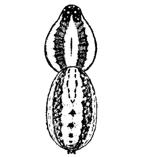 speciesimage