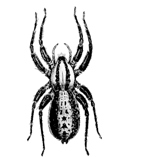 speciesimage