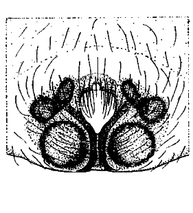 speciesimage