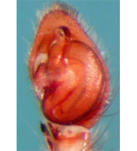speciesimage