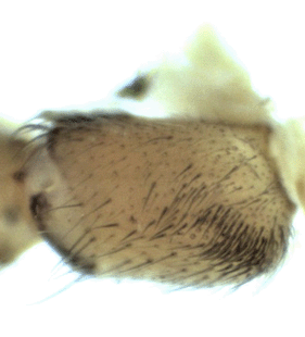 speciesimage