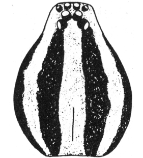 speciesimage