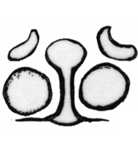 speciesimage