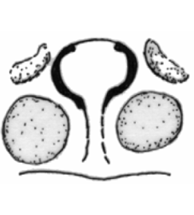 speciesimage