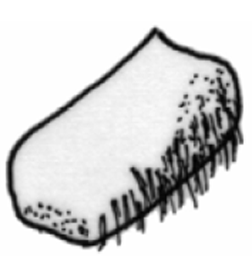 speciesimage
