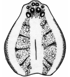 speciesimage