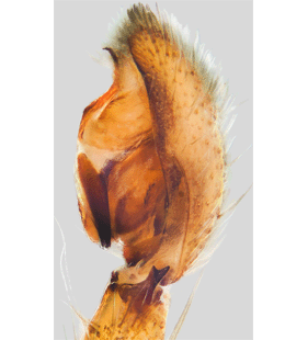 speciesimage