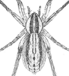 speciesimage