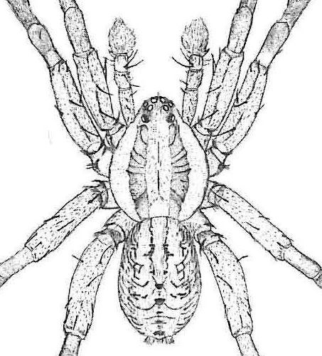 speciesimage