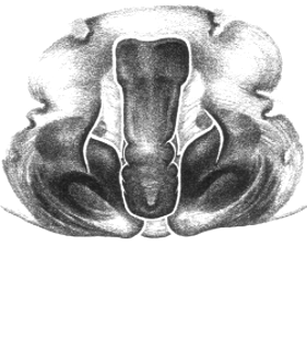 speciesimage
