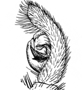 speciesimage