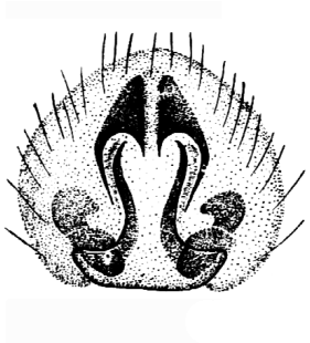 speciesimage