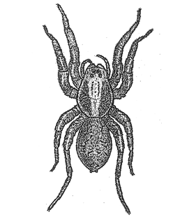 speciesimage