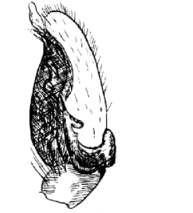 speciesimage