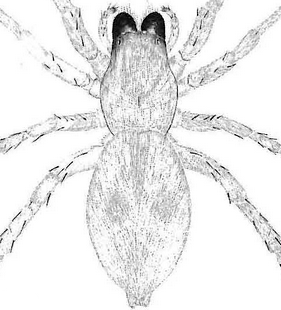 species