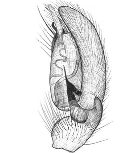 species