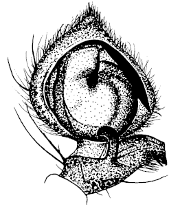 speciesimage