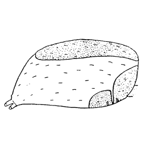 speciesimage