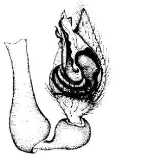 speciesimage