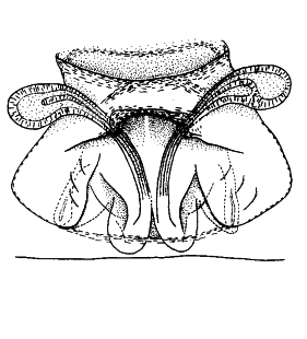 speciesimage