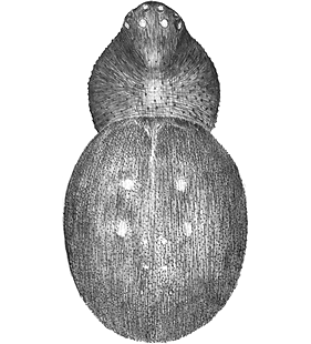 species