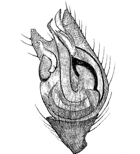 species