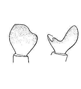 speciesimage