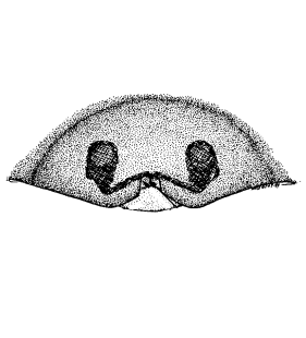 speciesimage