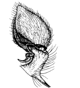 speciesimage