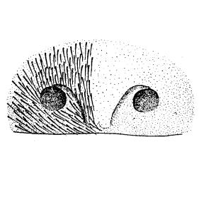 speciesimage