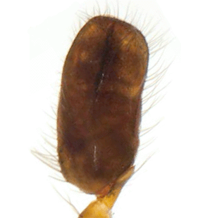 species