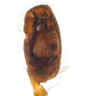 species