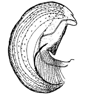 speciesimage