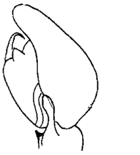 speciesimage