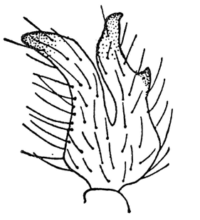 speciesimage