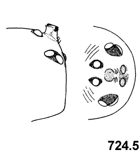 speciesimage