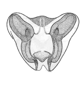 speciesimage