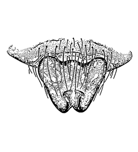 speciesimage
