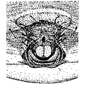 speciesimage