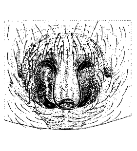 speciesimage