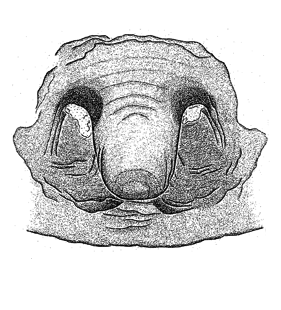 speciesimage