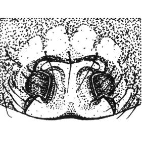speciesimage