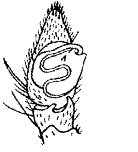 speciesimage