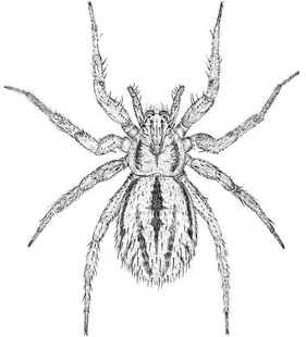 species