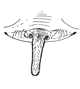 speciesimage