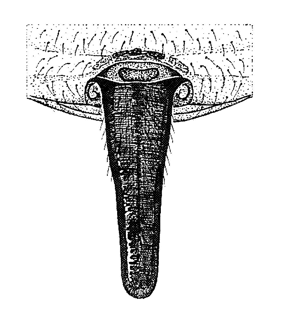 speciesimage